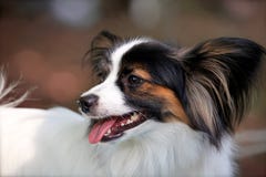 Portrait haut étroit de beau chien de race Papillon sur le fond brun photographie stock Portrait haut étroit de beau chien de race Papillon sur le fond brun photographie stock