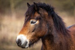Portrait haut étroit du chef des chevaux sauvages, poney d'exmoor frôlant dans Podyji photo libre de droits Portrait haut étroit du chef des chevaux sauvages, poney d'exmoor frôlant dans Podyji photo libre de droits
