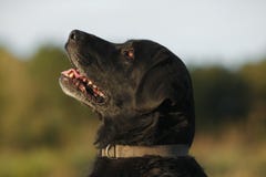 Portrait - profile of a black labrador-retriever dog stock images Portrait - profile of a black labrador-retriever dog stock images
