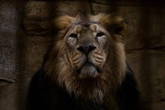 Portrait of a lion closed in a cage. stock photos Portrait of a lion closed in a cage. stock photos