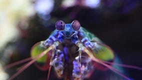 Mantis shrimps stomatopods looking at camera