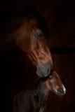 Portrait of a mare with a new born foal