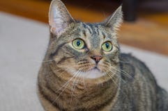Portrait mignon de chat d'un minou heureux images libres de droits Portrait mignon de chat d'un minou heureux images libres de droits