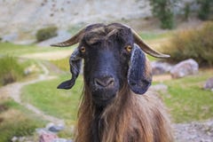Portrait of a Mountain Goat