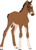 Portrait of a namib desert wild horse kitten royalty free illustration Portrait of a namib desert wild horse kitten royalty free illustration