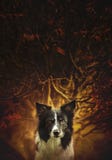 Portrait od the Dog Black and White Border Collie Sitting in front of the Bush - Art Version. stock photography Portrait od the Dog Black and White Border Collie Sitting in front of the Bush - Art Version. stock photography
