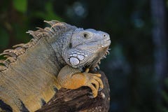 Portrait Of A Big Lizard Reptiles Iguana In Island Mauritius Stock Images