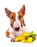Portrait Of A Bull Terrier With Tulips. Royalty Free Stock Image Portrait Of A Bull Terrier With Tulips. Royalty Free Stock Image
