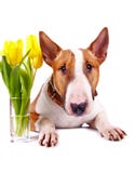 Portrait Of A Bull Terrier With Yellow Tulips. Royalty Free Stock Image Portrait Of A Bull Terrier With Yellow Tulips. Royalty Free Stock Image