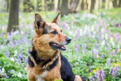 Portrait Of A Close-up Dog In A Spring Forest On A Background Of Flowers_ Stock Photos Portrait Of A Close-up Dog In A Spring Forest On A Background Of Flowers_ Stock Photos