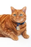 Portrait Of A Fat, Orange Tabby Cat Stock Photos Portrait Of A Fat, Orange Tabby Cat Stock Photos