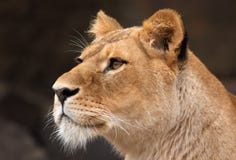 Portrait Of A Female Lion Royalty Free Stock Photography