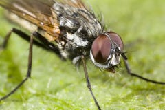 Portrait Of A Fly Stock Image Portrait Of A Fly Stock Image