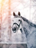 Portrait Of A Gray Sports Horse In The Winter Royalty Free Stock Image Portrait Of A Gray Sports Horse In The Winter Royalty Free Stock Image