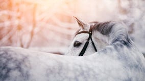 Portrait Of A Gray Sports Horse In The Winter Royalty Free Stock Images