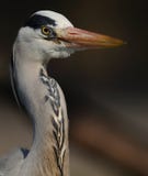 Portrait Of A Grey Heron Royalty Free Stock Photography