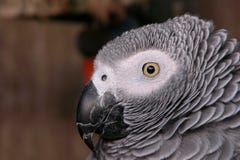 Portrait Of A Grey Parrot Bird  Stock Photo