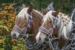 Portrait Of A Horse Team Royalty Free Stock Photos