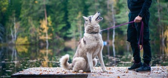 Portrait Of A Husky Dog ​​on The Pier Of A Beautiful Lake, The Owner Is Standing Nearby. Autumn Mood, Banner Stock Photos