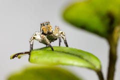 Portrait Of A Jumping Spider Royalty Free Stock Photo