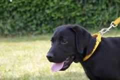 Portrait Of A Labrador Puppy Stock Photography Portrait Of A Labrador Puppy Stock Photography