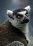 Portrait Of A Lemur Stock Image