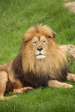 Portrait Of A Lion Royalty Free Stock Image
