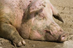 Portrait Of A Pig Stock Photos