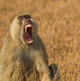 Portrait Of A Threatening Yellow Baboon Royalty Free Stock Photos Portrait Of A Threatening Yellow Baboon Royalty Free Stock Photos