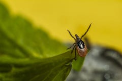 Portrait Of A Tick Royalty Free Stock Images
