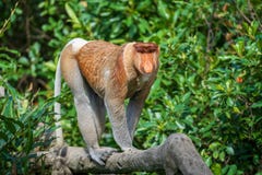 Portrait Of A Wild Proboscis Monkey Or Nasalis Larvatus, In The Rainforest Of Island Borneo, Malaysia, Close Up Stock Image