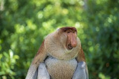 Portrait Of A Wild Proboscis Monkey Or Nasalis Larvatus, In The Rainforest Of Island Borneo, Malaysia, Close Up Royalty Free Stock Photography Portrait Of A Wild Proboscis Monkey Or Nasalis Larvatus, In The Rainforest Of Island Borneo, Malaysia, Close Up Royalty Free Stock Photography