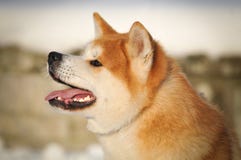 Portrait Of Akita Inu Royalty Free Stock Images Portrait Of Akita Inu Royalty Free Stock Images