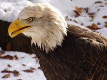 Portrait Of An American Bald Eagle. Royalty Free Stock Photography