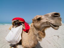 Portrait Of Camel Royalty Free Stock Photo