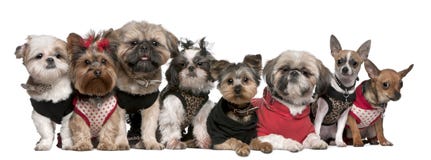 Portrait Of Dogs Dressed Up Royalty Free Stock Photography Portrait Of Dogs Dressed Up Royalty Free Stock Photography