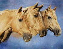 Portrait Of Three Palomino Horses Royalty Free Stock Photography