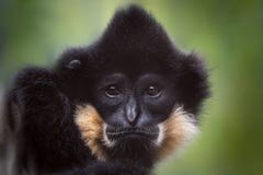 Portrait of one monkey close