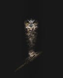 Portrait of a juvenile great horned owl perched on a branch in the night stock images Portrait of a juvenile great horned owl perched on a branch in the night stock images