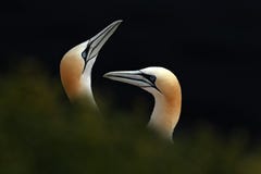 Portrait of pair Northern Gannet (Sula bassana) with dark green foreground and dark blue sea in background stock photos Portrait of pair Northern Gannet (Sula bassana) with dark green foreground and dark blue sea in background stock photos
