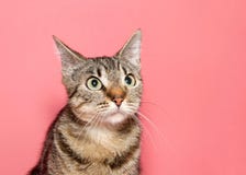 Portrait of a perplexed tabby cat royalty free stock photo Portrait of a perplexed tabby cat royalty free stock photo