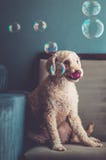 Portrait of a dog licking his nose and around soap bubbles royalty free stock photography Portrait of a dog licking his nose and around soap bubbles royalty free stock photography