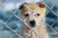 Portrait of a puppy through the bars in the animal shelter royalty free stock photography Portrait of a puppy through the bars in the animal shelter royalty free stock photography