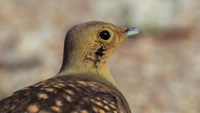 Portrait of sandgrouse in Southern Africa savanna stock photography Portrait of sandgrouse in Southern Africa savanna stock photography