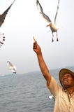 Senior man giving food of sea bulls. stock image Senior man giving food of sea bulls. stock image