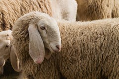 Portrait of a sheep with long ears stock photo Portrait of a sheep with long ears stock photo