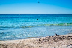 A Great Black-backed Gull strolling around in Brandeton, Florida royalty free stock photography A Great Black-backed Gull strolling around in Brandeton, Florida royalty free stock photography