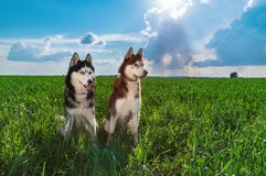 Portrait siberian huskies dogs. Two cute happy husky dogs evening portrait on the background green grass and blue sky. stock photo Portrait siberian huskies dogs. Two cute happy husky dogs evening portrait on the background green grass and blue sky. stock photo