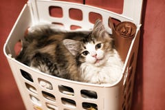 Portrait of small kitten close-up in in the basket for storage stock images Portrait of small kitten close-up in in the basket for storage stock images