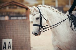 Portrait Sports Stallion In The Double Bridle.Dressage Of Horses In The Arena Royalty Free Stock Photo